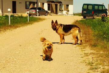 Фото Мотели Motel Golden Fox г. Zeļčava 5